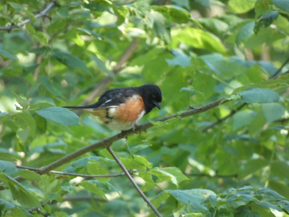 Eastern Towhee - ML620883115