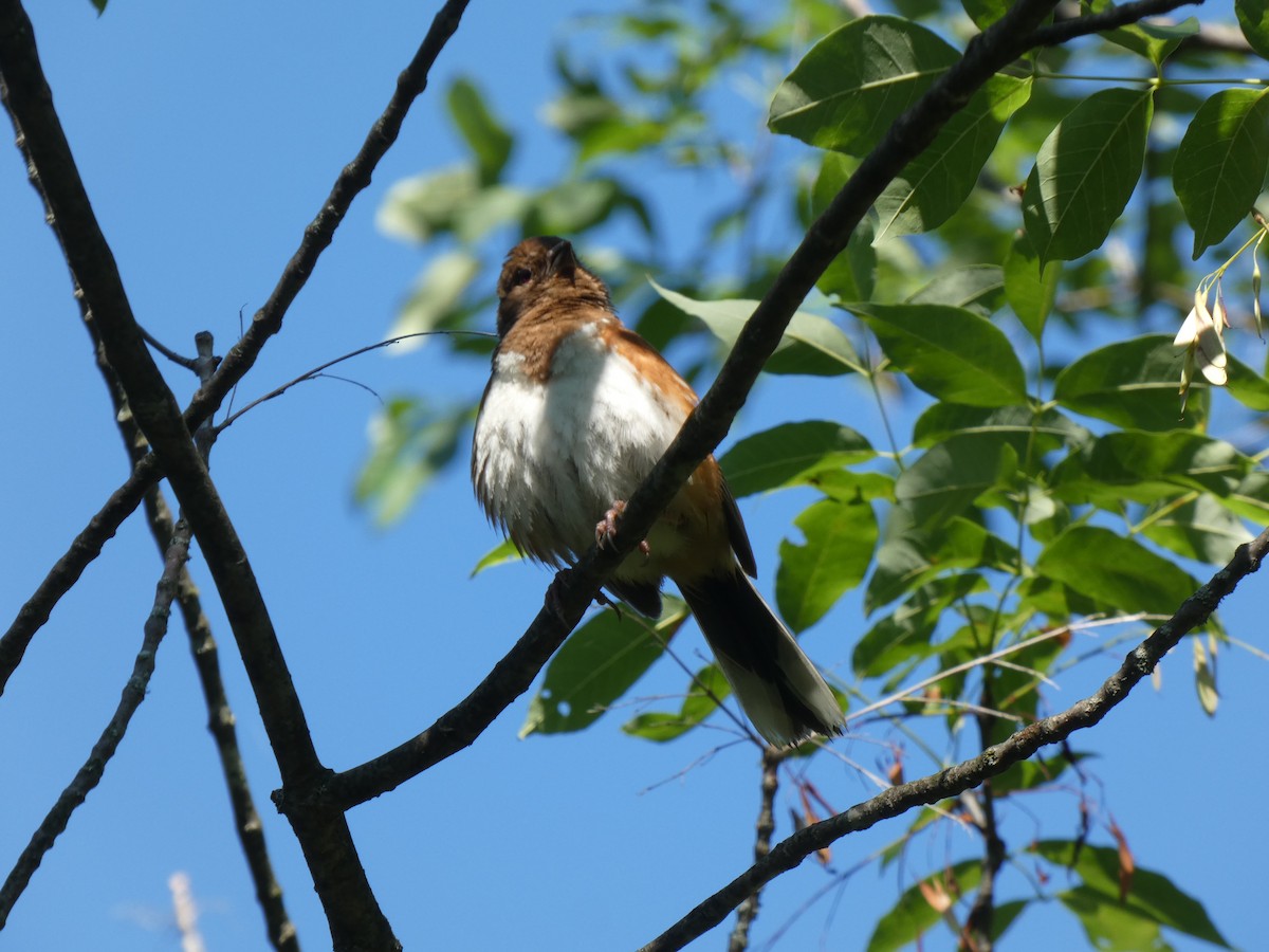 Eastern Towhee - ML620883116