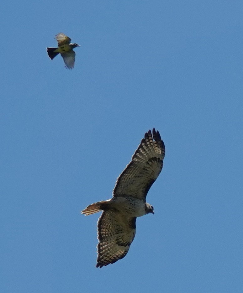 Red-tailed Hawk (calurus/alascensis) - ML620883118