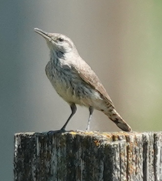 Rock Wren - ML620883122