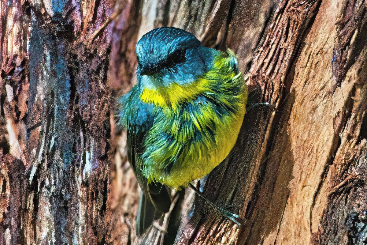 Eastern Yellow Robin - ML620883127