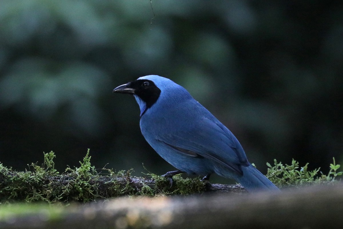 Turquoise Jay - ML620883128