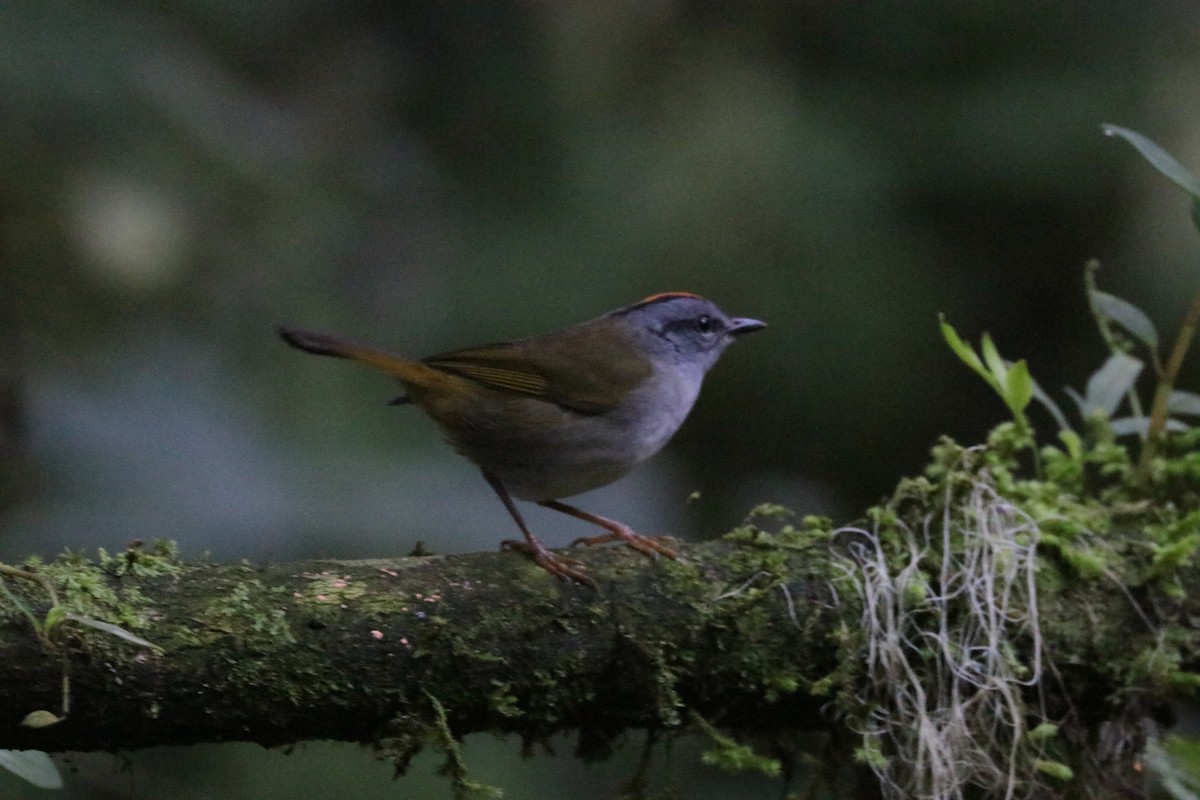 Russet-crowned Warbler - ML620883129