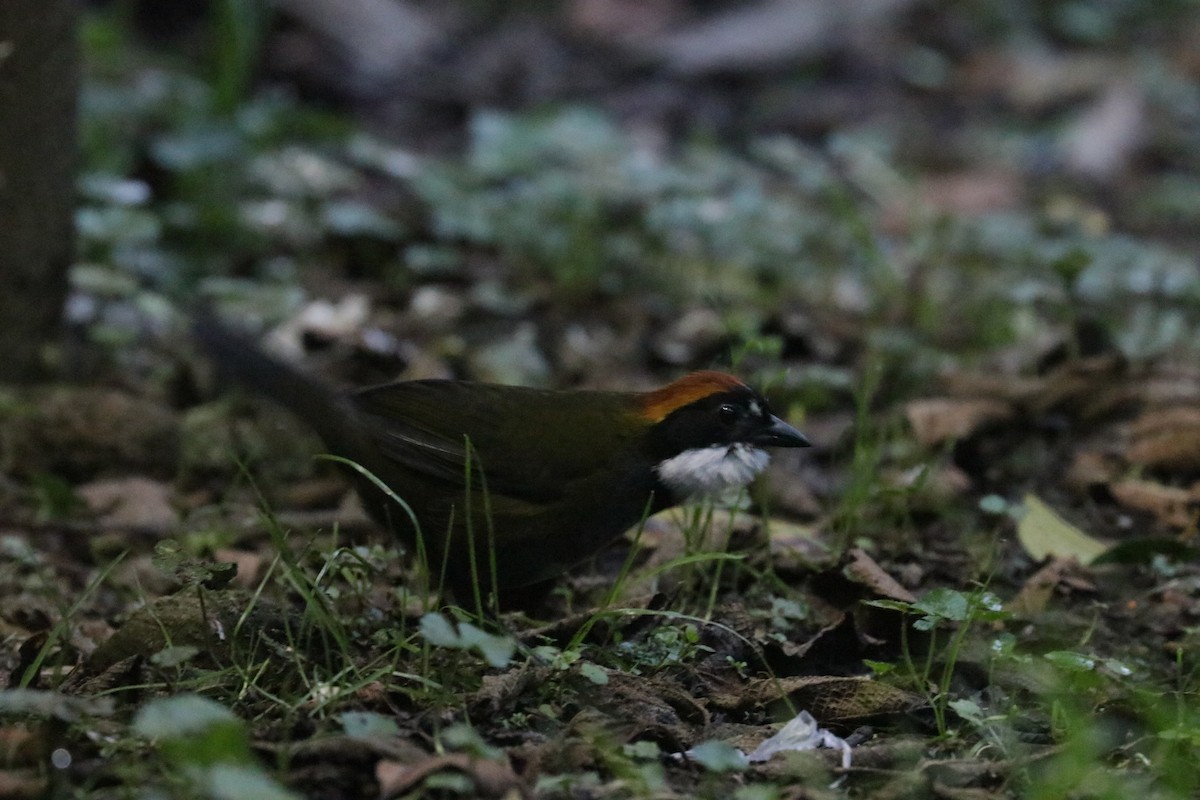 Chestnut-capped Brushfinch - ML620883130