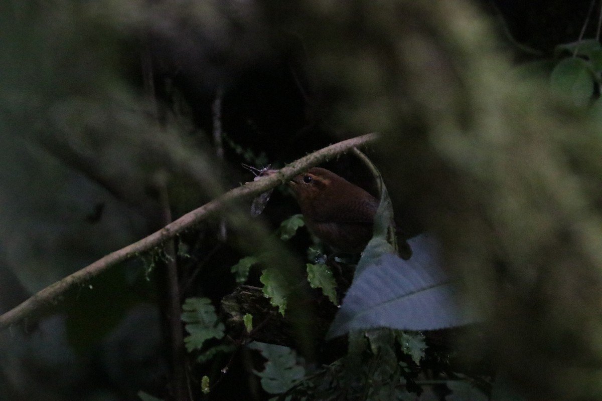 Mountain Wren - Émile Brisson-Curadeau