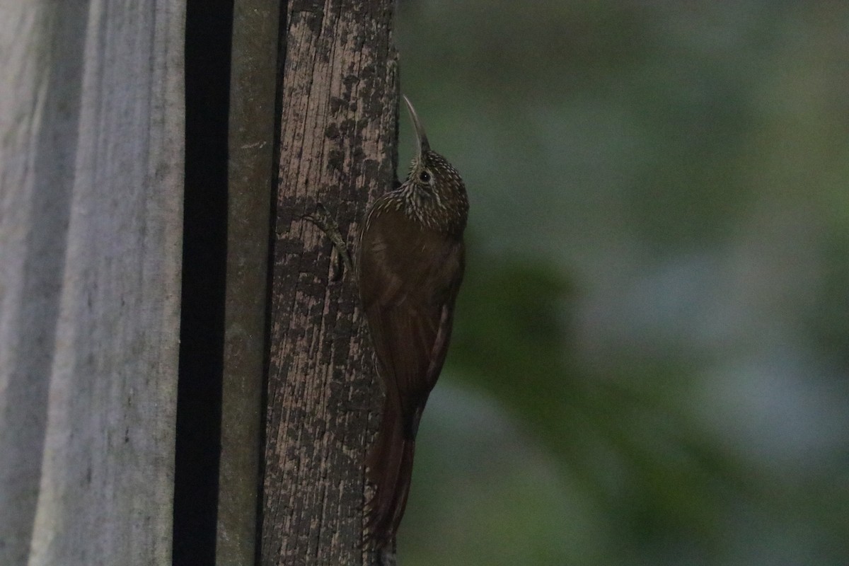 Montane Woodcreeper - ML620883133