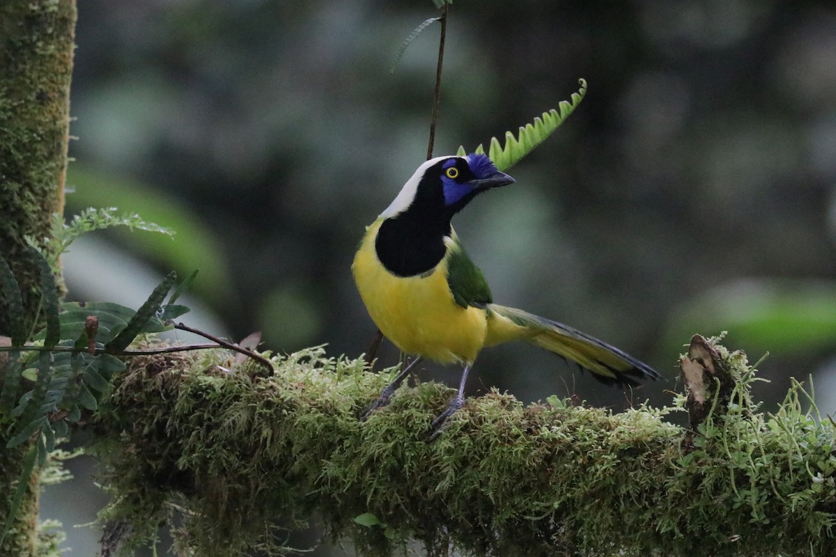 Green Jay - ML620883136