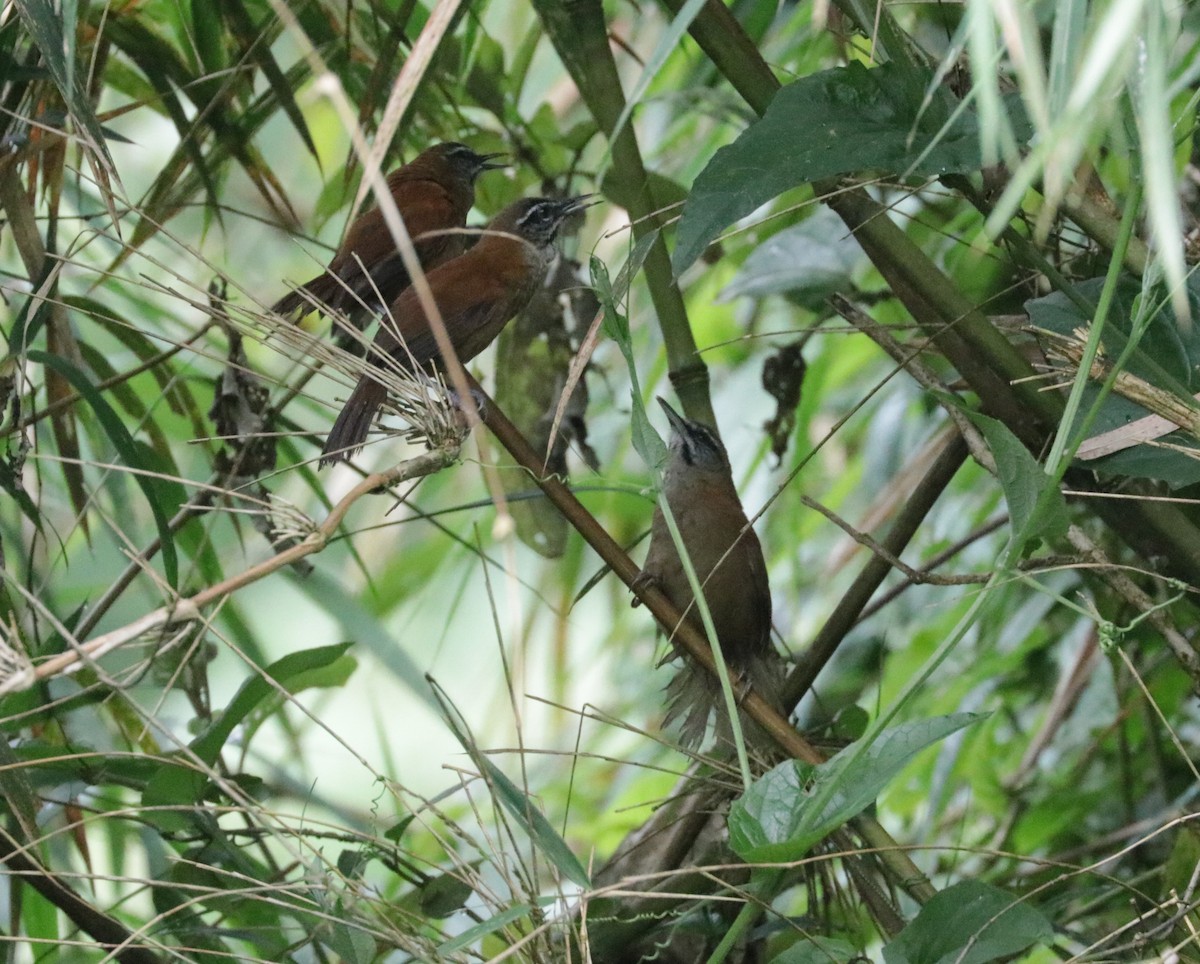 Plain-tailed Wren - ML620883142