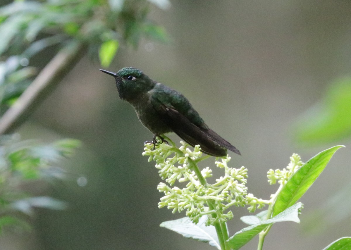 kolibřík dřišťálový - ML620883144