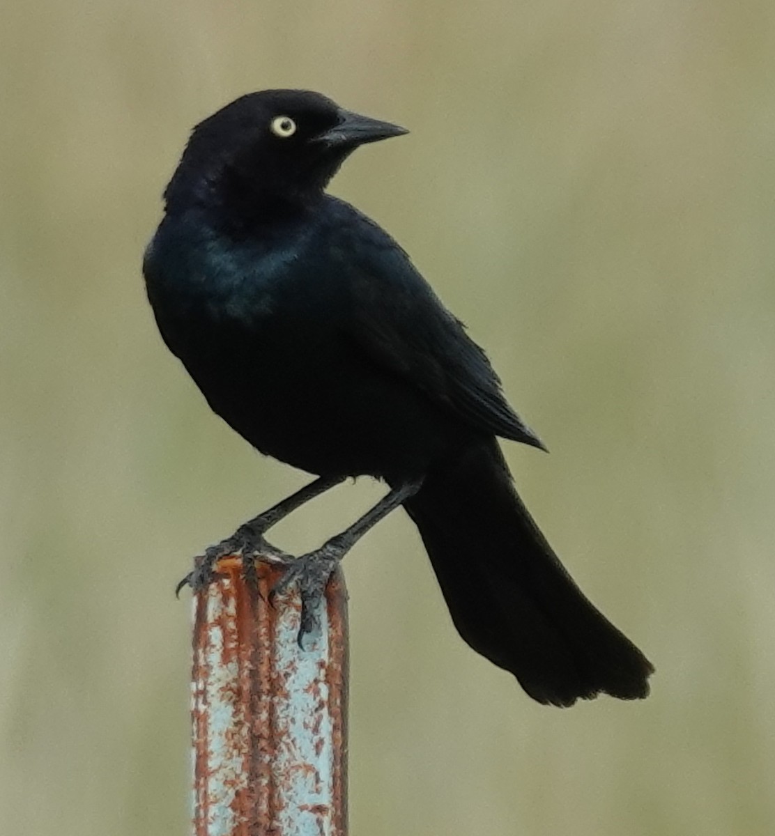 Brewer's Blackbird - Lilian Saul