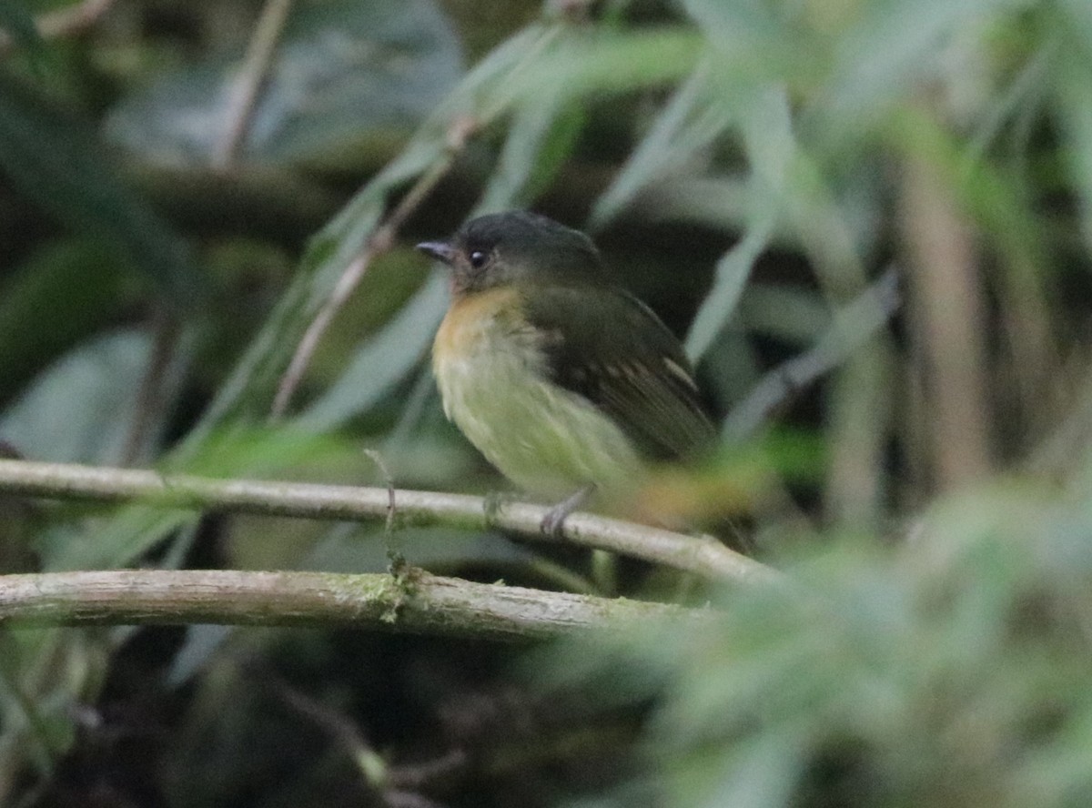 Rufous-breasted Flycatcher - ML620883146