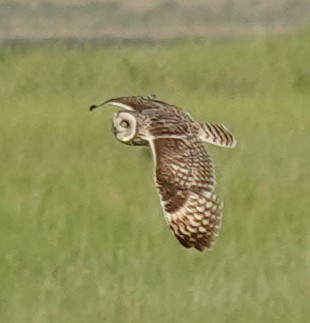 Short-eared Owl - ML620883151