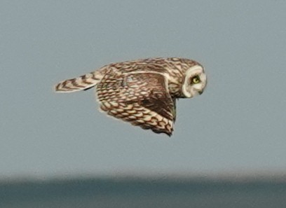 Short-eared Owl - Lilian Saul