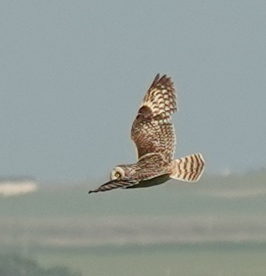 Short-eared Owl - ML620883153