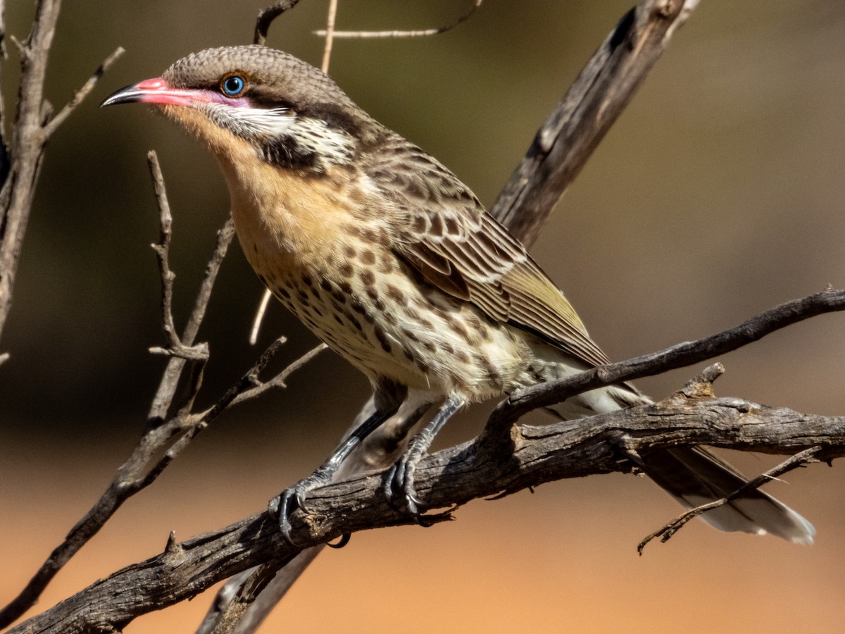 Spiny-cheeked Honeyeater - Imogen Warren