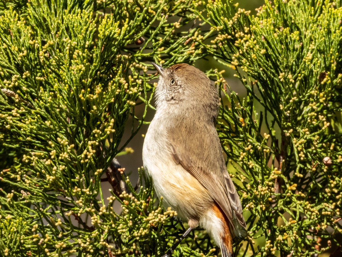 Chestnut-rumped Thornbill - ML620883157