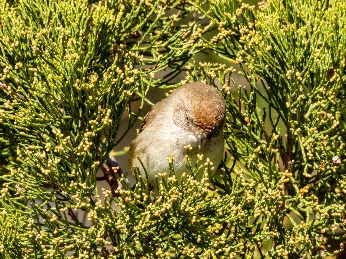 Chestnut-rumped Thornbill - ML620883158