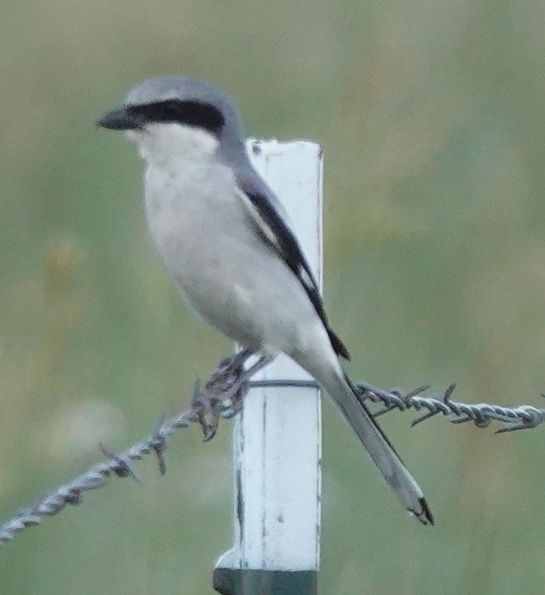 Loggerhead Shrike - ML620883161