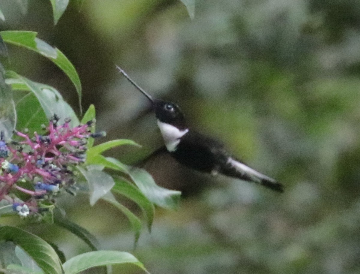 Violettscheitelkolibri - ML620883165