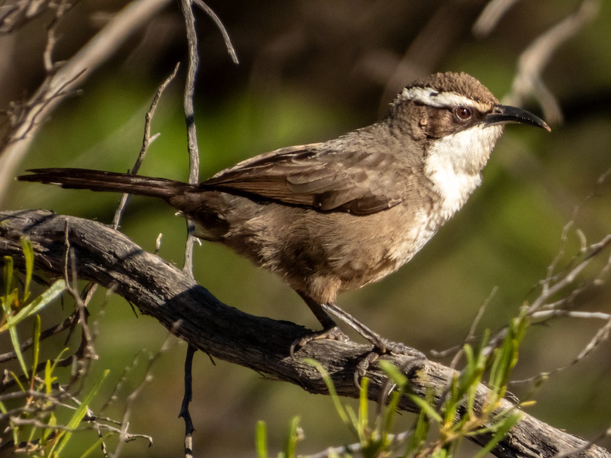 White-browed Babbler - ML620883167