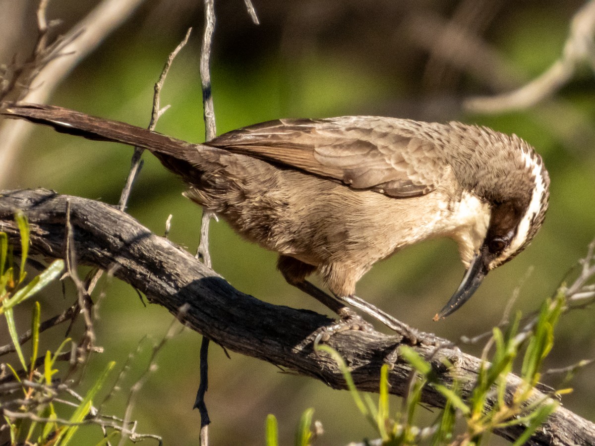 White-browed Babbler - ML620883168