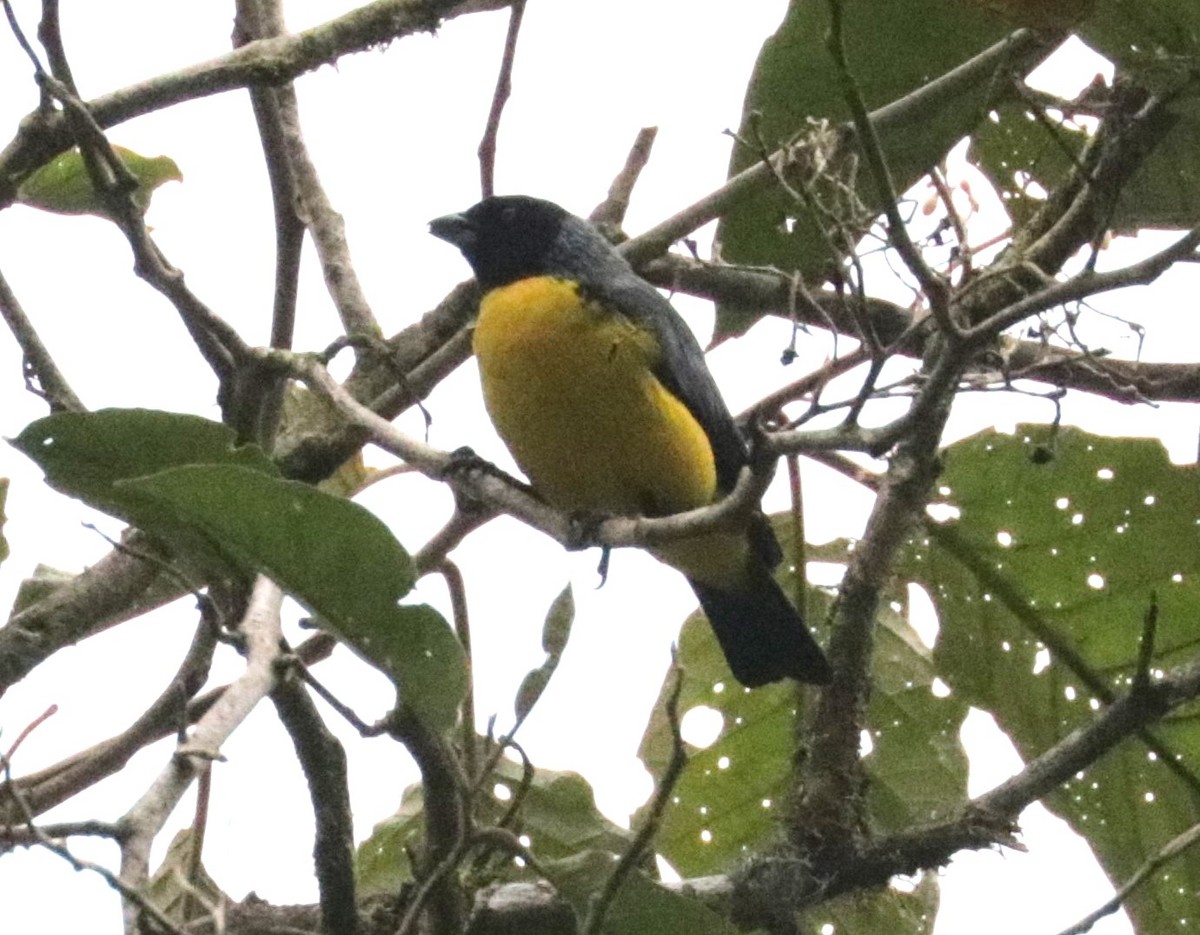 Hooded Mountain Tanager - ML620883171