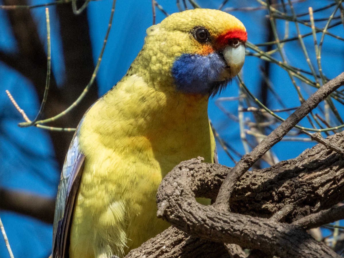 rødrosella (flaveolus) (gulrosella) - ML620883176