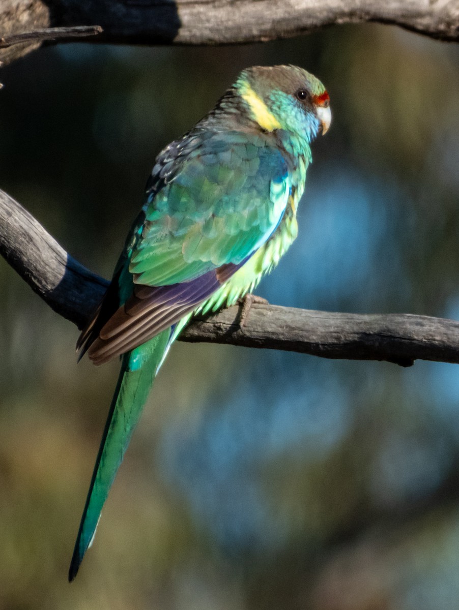 Воротничковый попугай (barnardi) - ML620883180