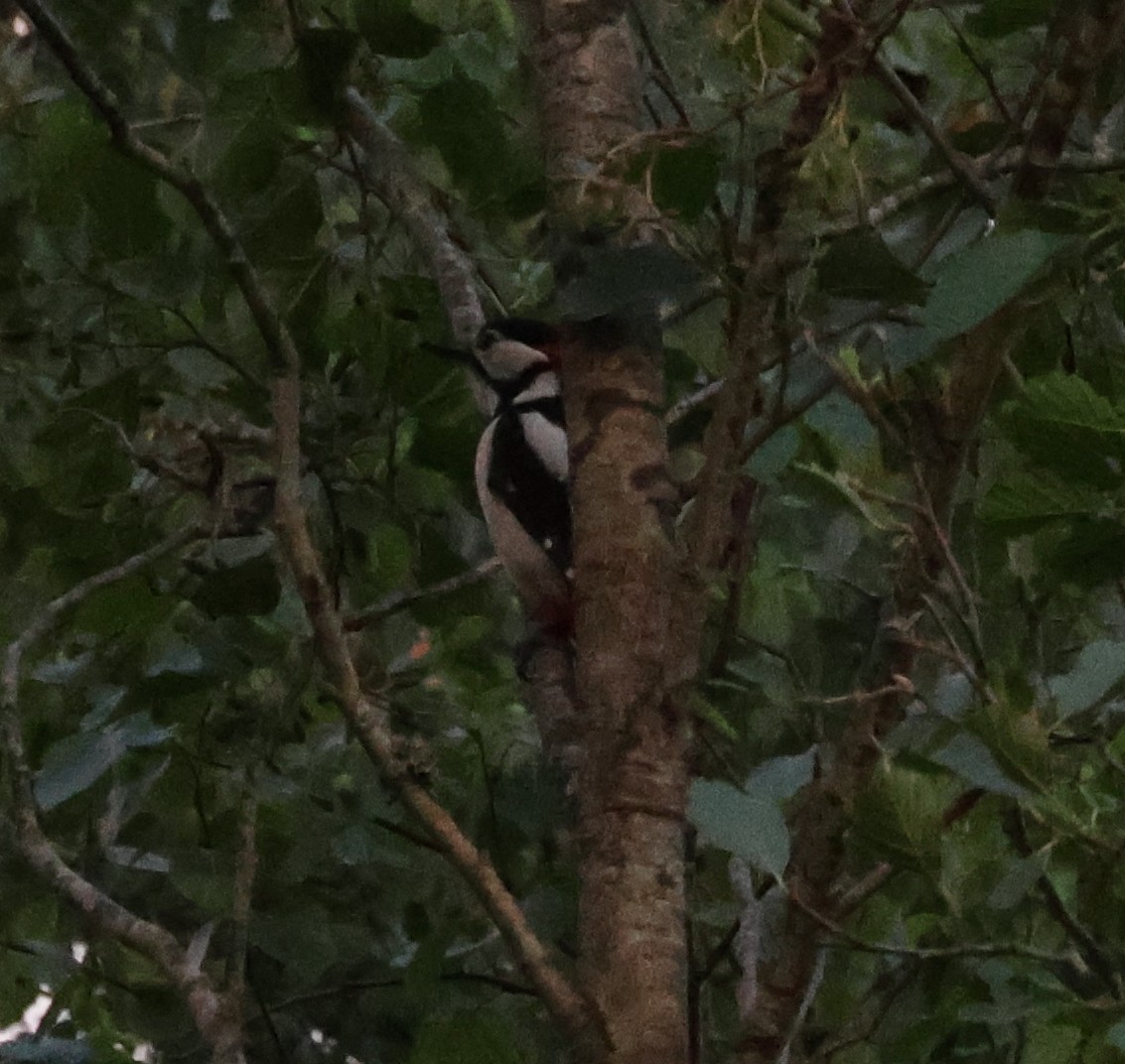 Great Spotted Woodpecker - ML620883181