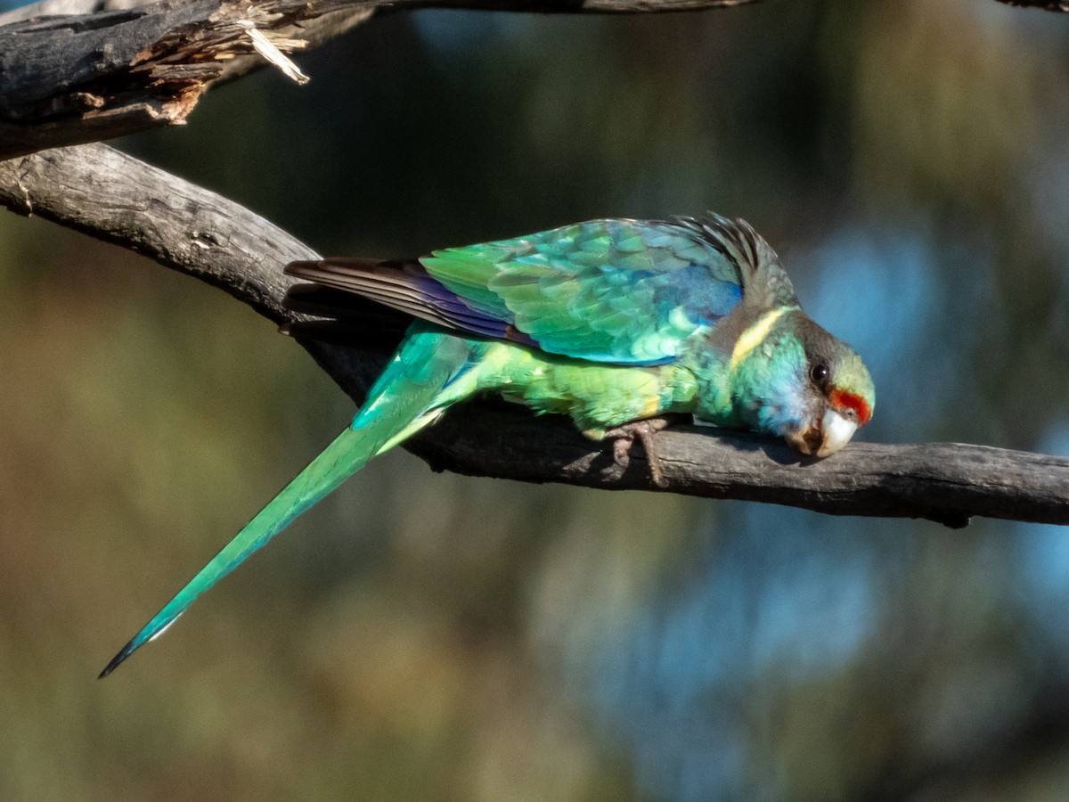 Perico de Port Lincoln (barnardi) - ML620883184