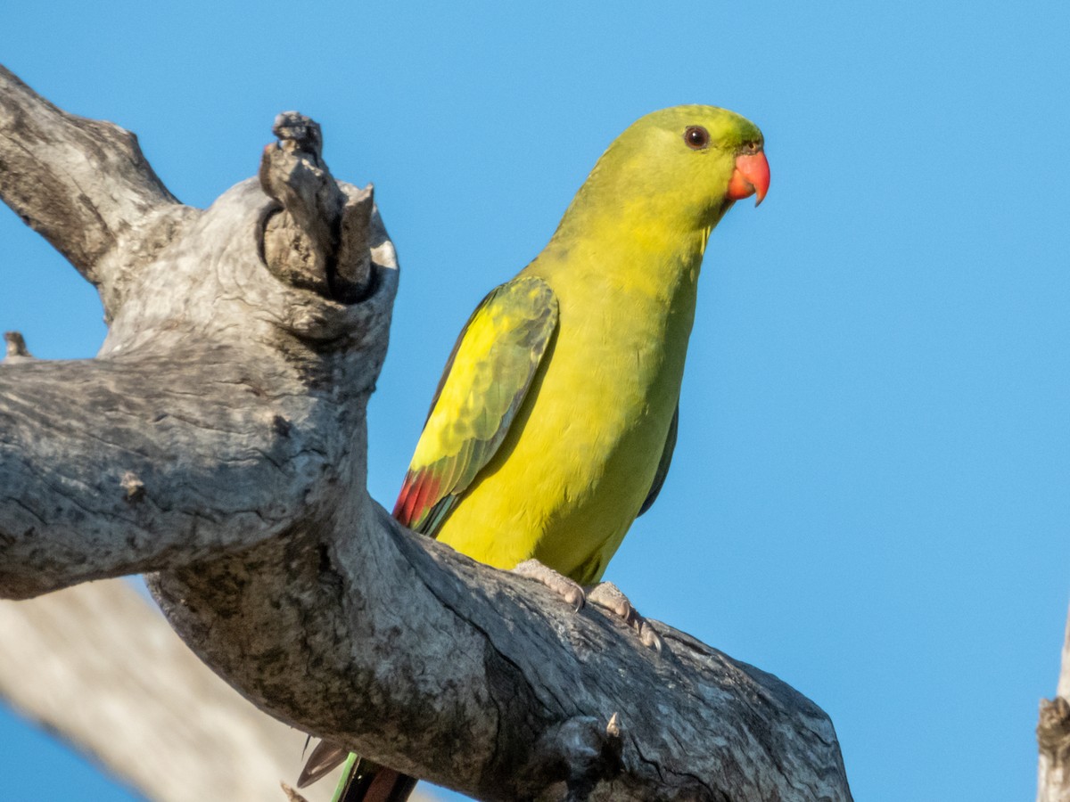 papouškovec žlutokřídlý - ML620883188
