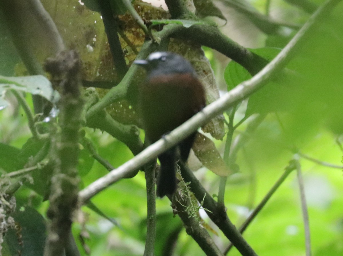 Chestnut-bellied Chat-Tyrant - Émile Brisson-Curadeau