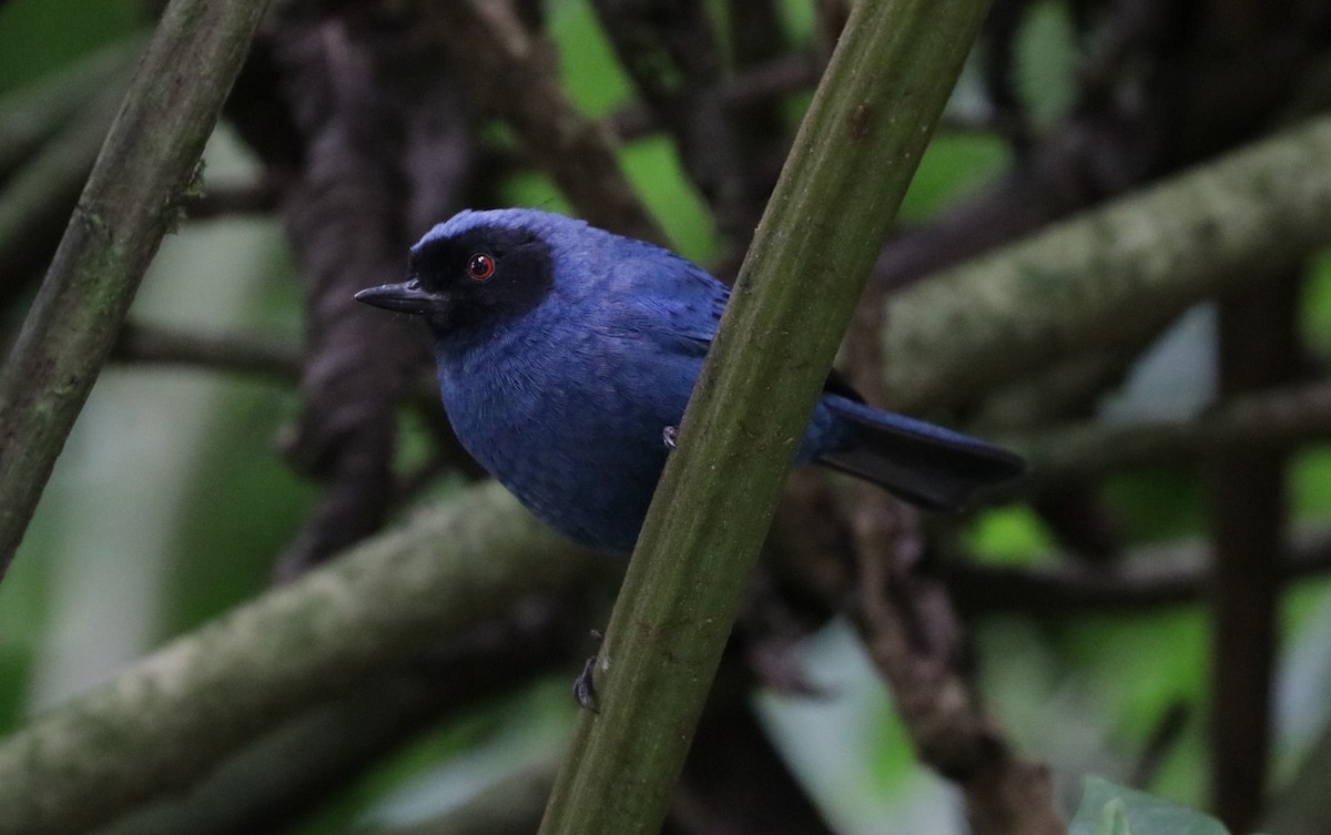 Masked Flowerpiercer - ML620883193