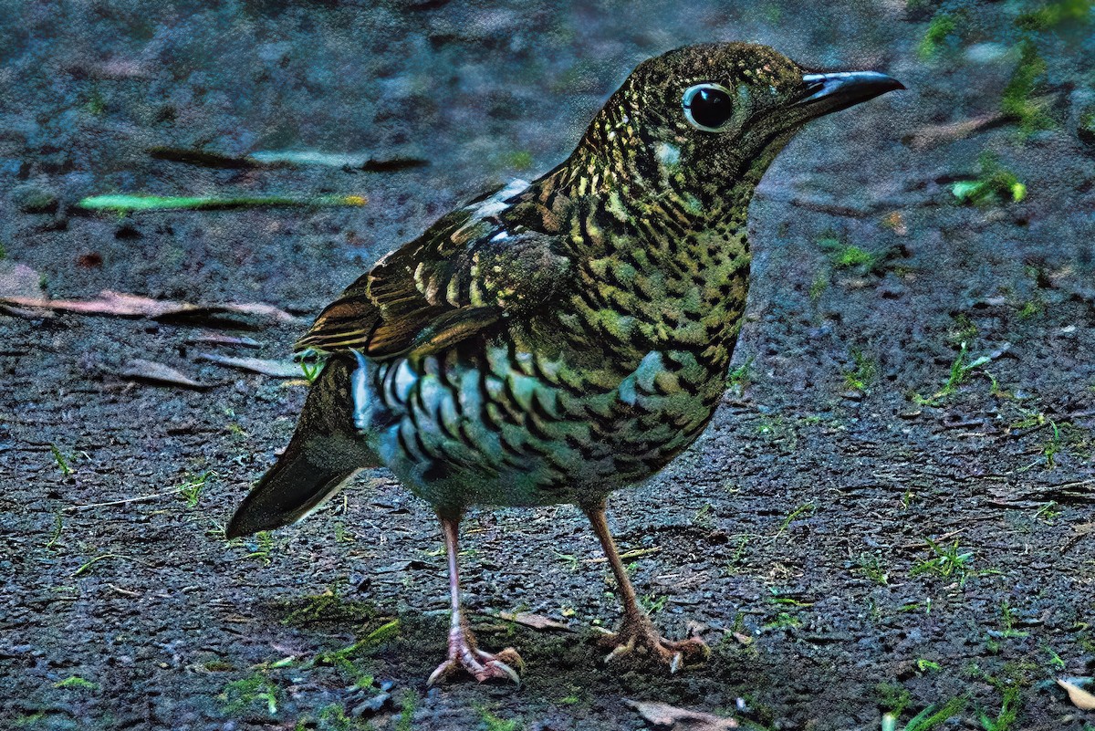 Bassian Thrush - ML620883195