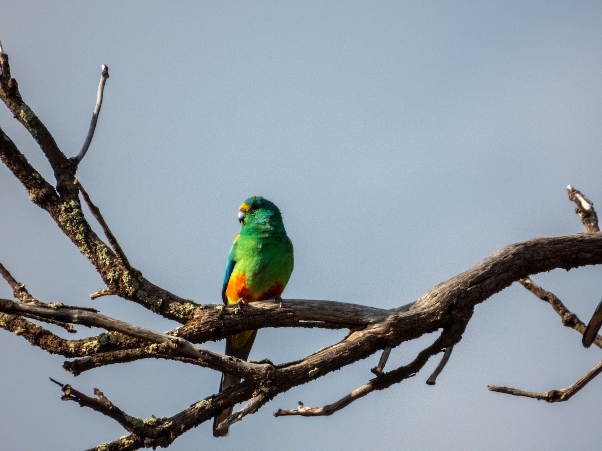 Mulga Parrot - ML620883196