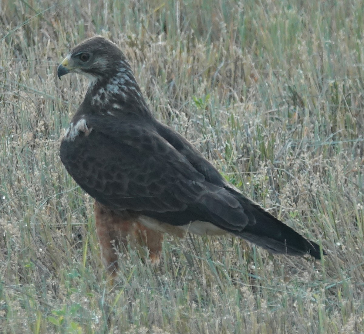 Канюк прерієвий - ML620883197