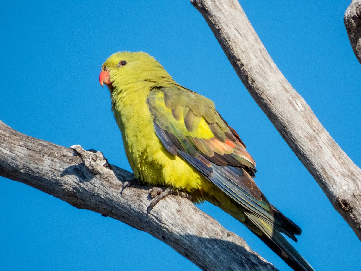 Regent Parrot - ML620883199