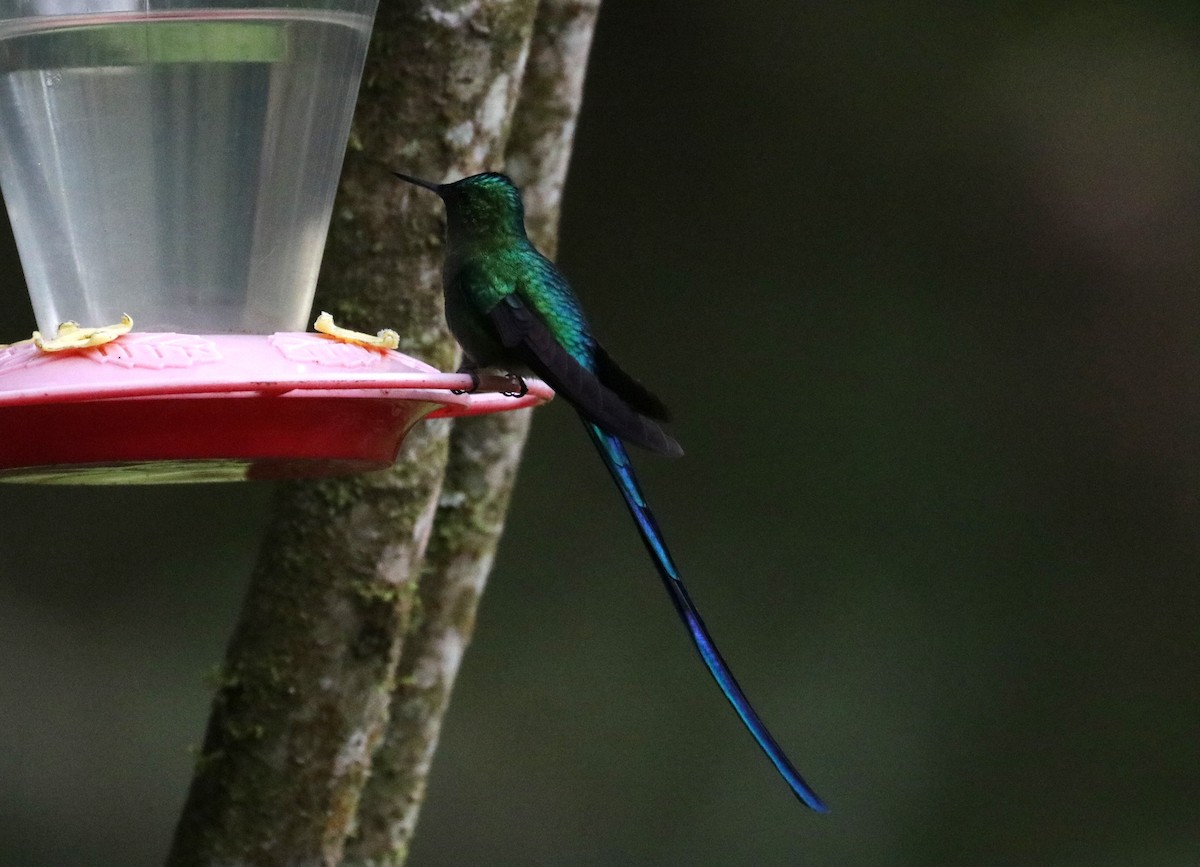 Long-tailed Sylph - ML620883200