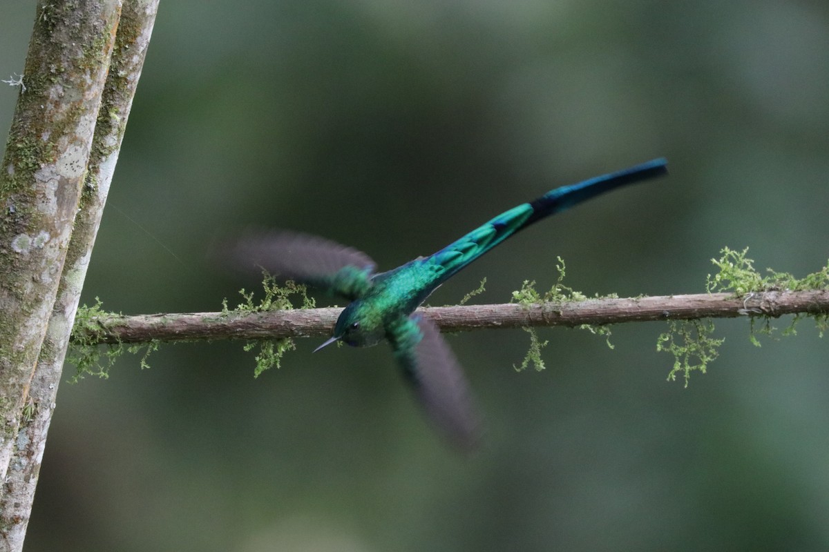 Long-tailed Sylph - ML620883201