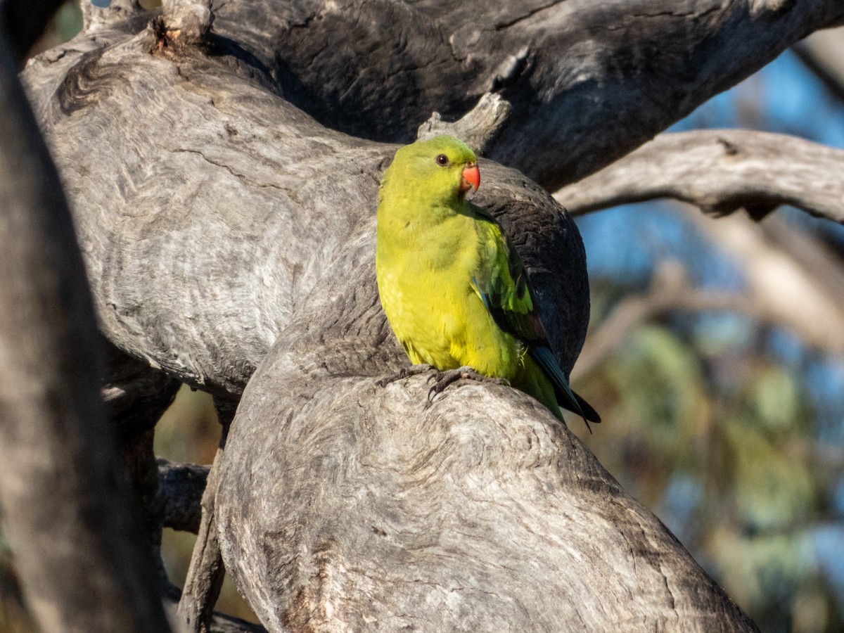 Regent Parrot - ML620883202