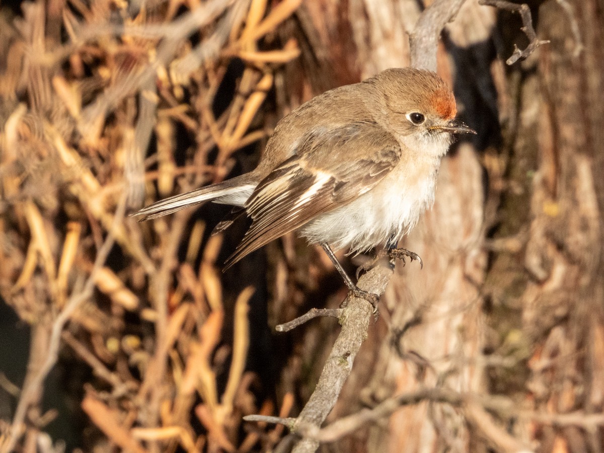 Red-capped Robin - ML620883203