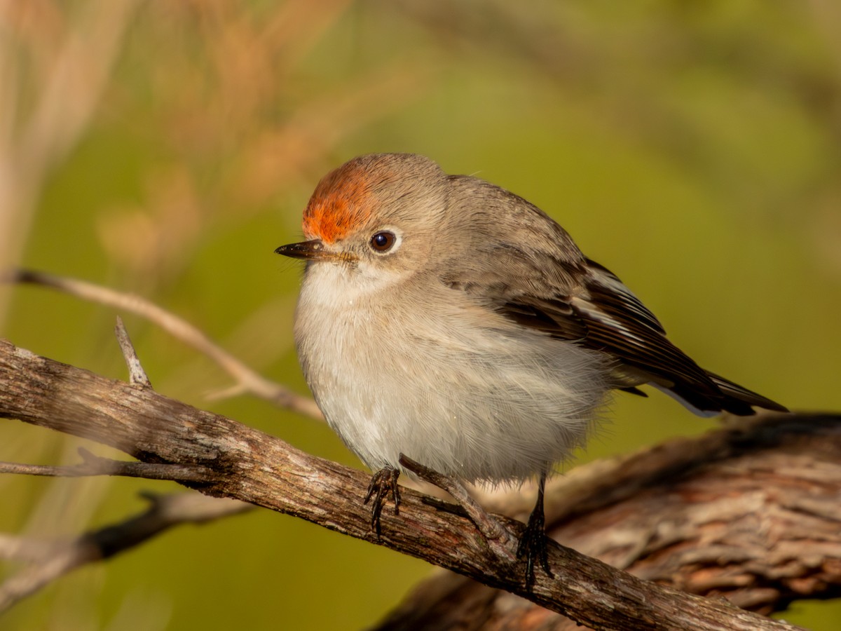 Red-capped Robin - ML620883205