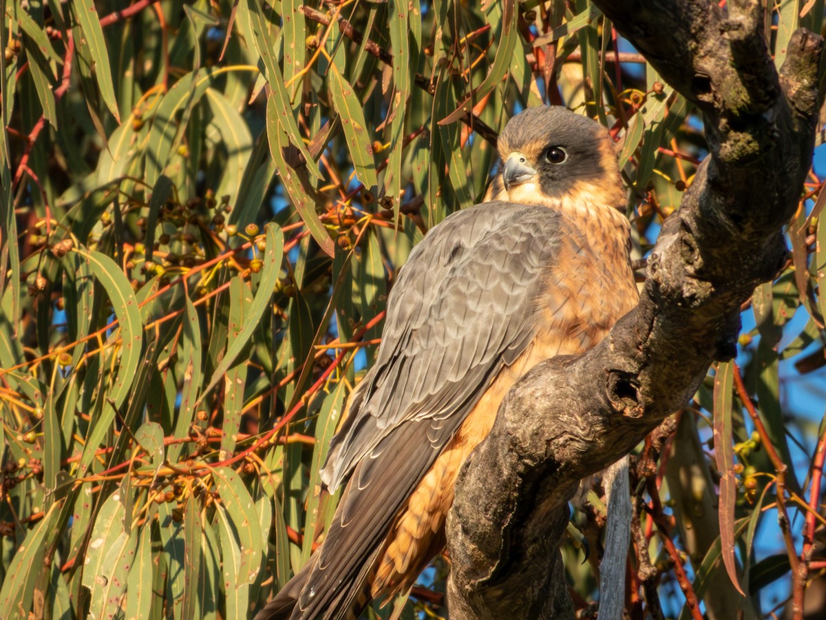 Alcotán Australiano - ML620883208