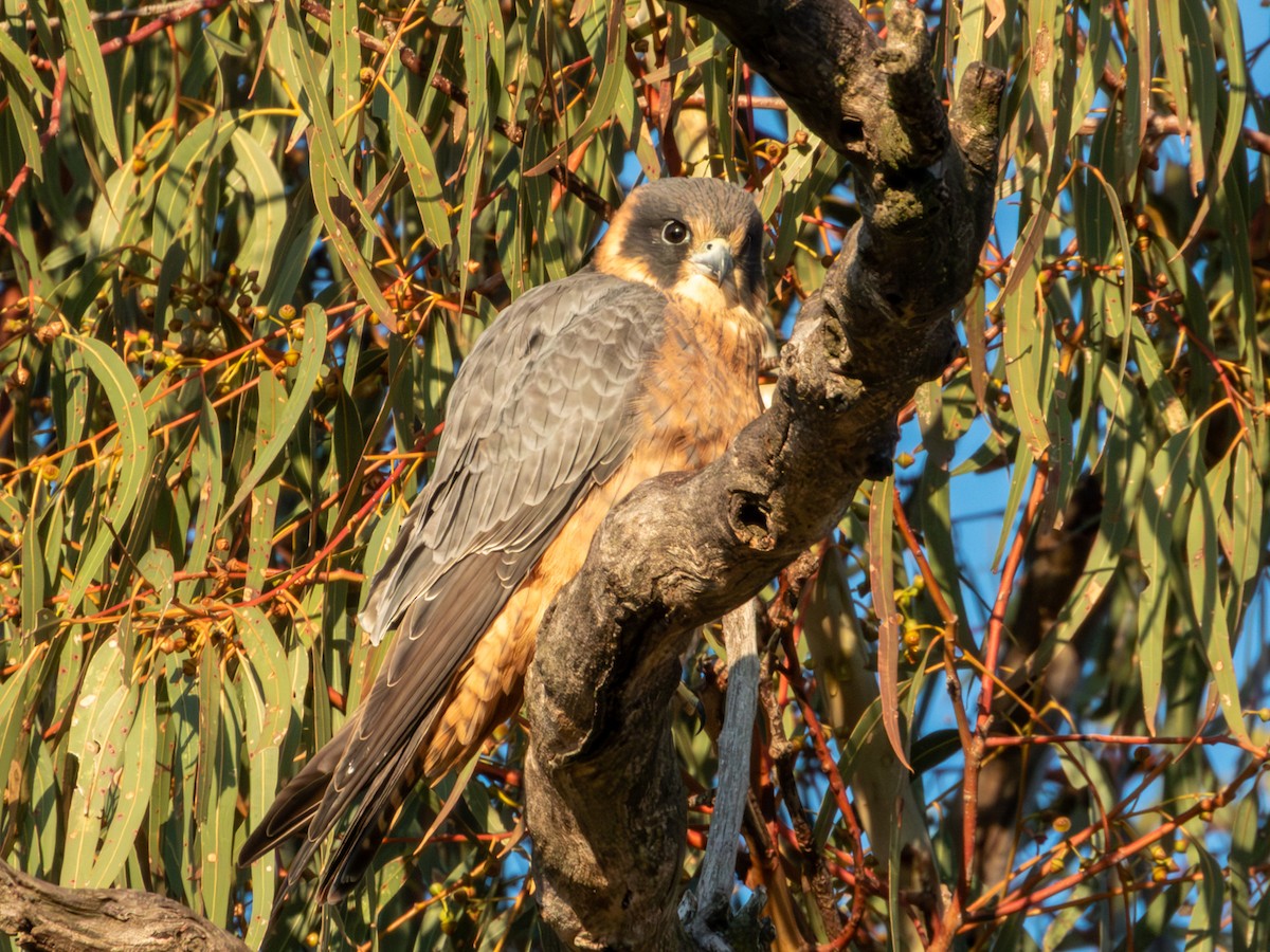 Alcotán Australiano - ML620883209