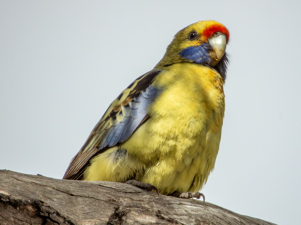 rødrosella (flaveolus) (gulrosella) - ML620883213