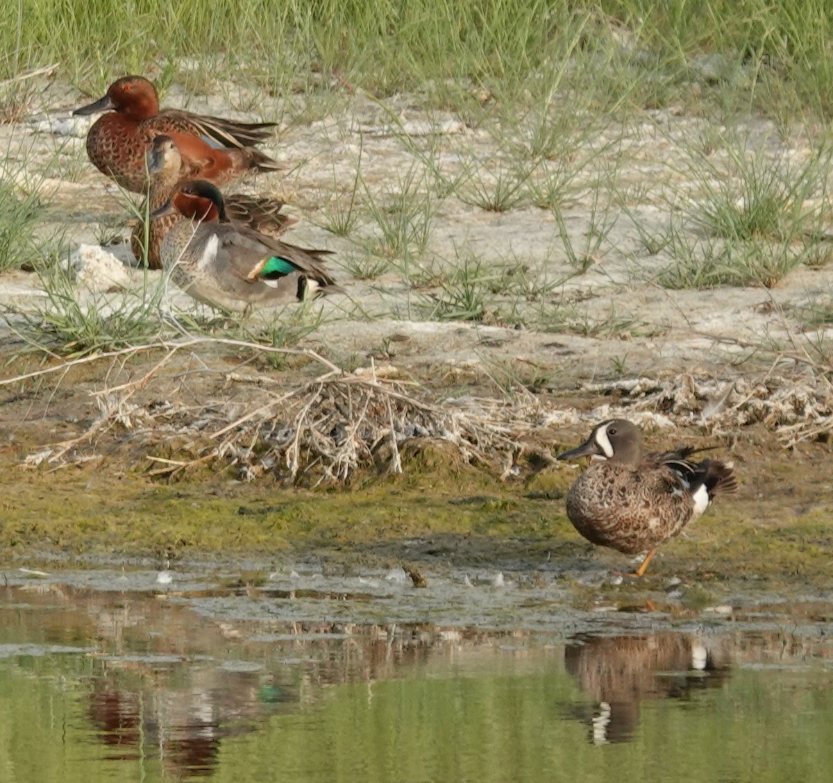 Cinnamon Teal - ML620883216