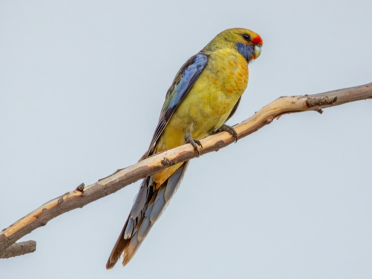 Crimson Rosella (Yellow) - ML620883219