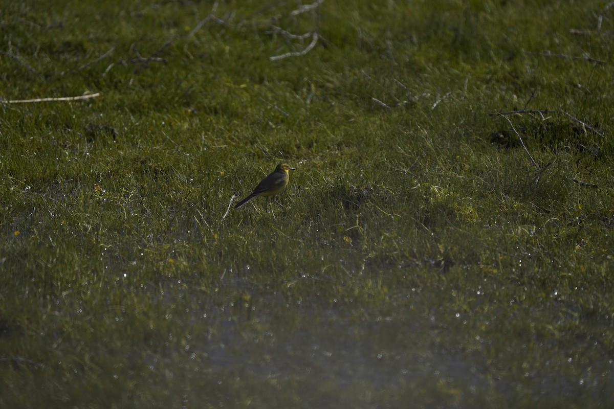 Citrine Wagtail (Black-backed) - Chamba Phuntsog