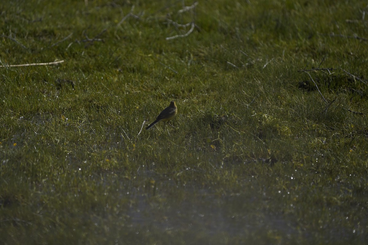 Citrine Wagtail (Black-backed) - ML620883230