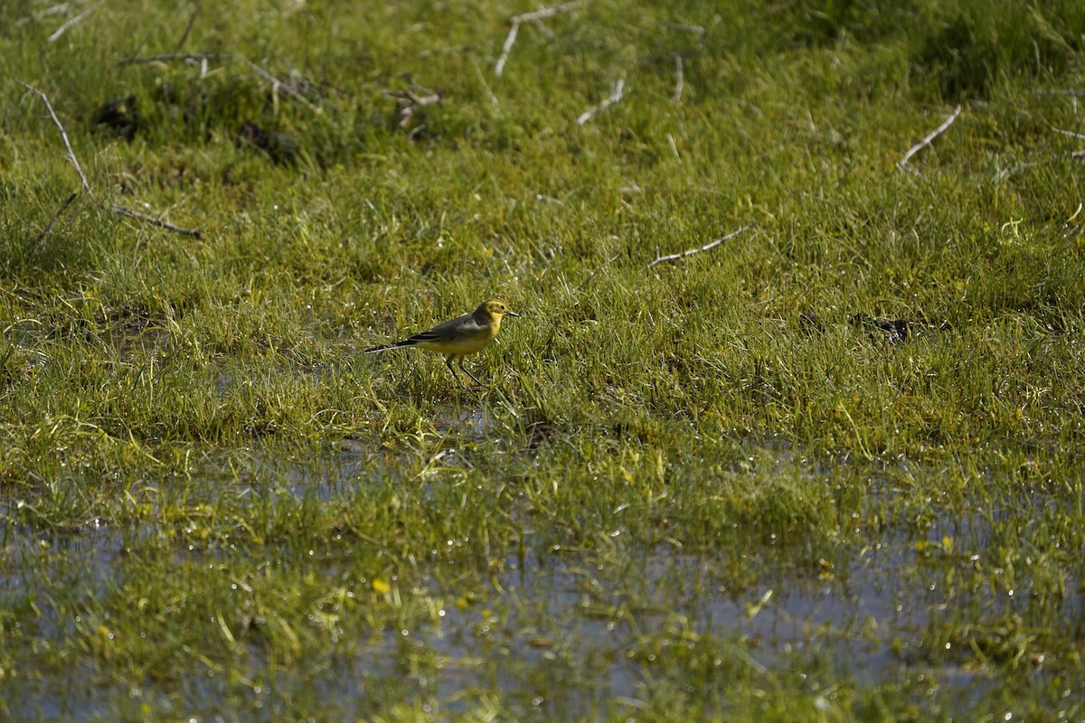 Citrine Wagtail (Black-backed) - ML620883231